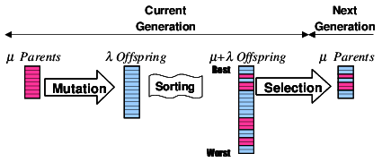 (&mu; + &lambda;) strategy scheme